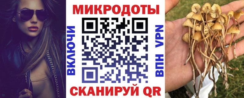 где купить   Лебедянь  Галлюциногенные грибы Psilocybe 